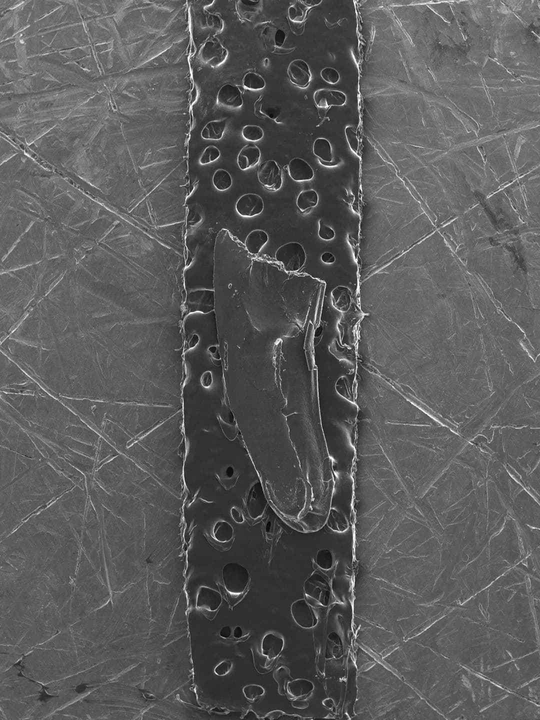 Primary Fission